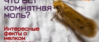 Моль