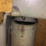 Морить клопов в квартире: фото клопов