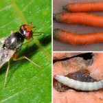 Морковная муха