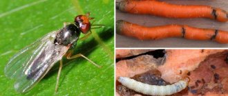 carrot fly
