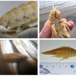 The sea cockroach, like the kitchen cockroach, is omnivorous and unpleasant to look at!