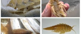 The sea cockroach, like the kitchen cockroach, is omnivorous and unpleasant to look at!