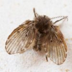 мошка в ванной комнате