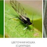 Мошки на рассаде