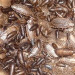 Marbled cockroach: why they are bred and kept