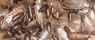 Marbled cockroach: why they are bred and kept