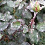 мучнистая роза у розы