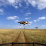 муха цеце - переносчик вируса