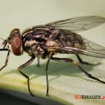 Муха которая любит селится в квартирах