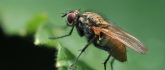 Fly on cabbage