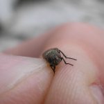 Муха на руке