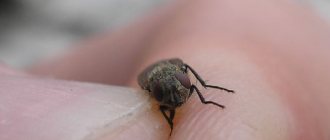 Муха на руке