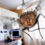 fly in the house
