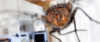 fly in the house