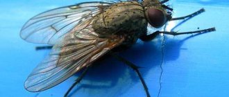 Fly