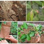 Муравьед от садовых муравьев – инструкция и отзывы