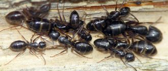 Ants