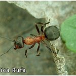 Formica ants