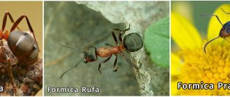 Муравьи Formica