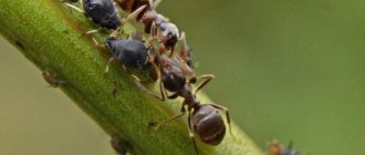 Ants and aphids on cucumbers