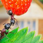 Ants on the property - how to get rid of them?