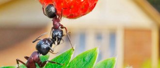 Ants on the property - how to get rid of them?