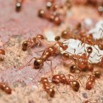 Ants in the house