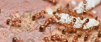 Ants in the house