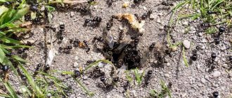 Ant's nest