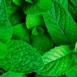 Мята перечная