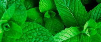Peppermint