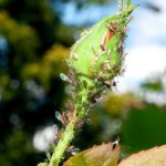 мыльный раствор от тли