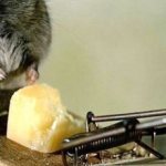 mouse in a mousetrap