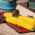 мыши грызут кукурузу