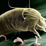 Pictured is a four-legged garlic mite