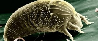 На фото четырехногий чесночный клещ