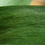 Should I sound the alarm if my orchid&#39;s leaves become sticky? Many reasons and solutions to the problem 