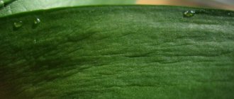 Should I sound the alarm if my orchid's leaves become sticky? Many reasons and solutions to the problem