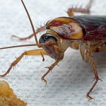 народные средства от тараканов