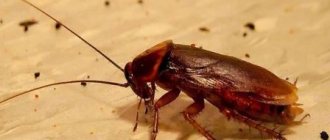 Folk remedies for cockroaches