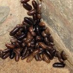 Woodlice insect, species with photos: what do they eat at home, do they bite and why are they dangerous?