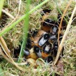 The insect is dangerous not only when it flies, but also on the ground