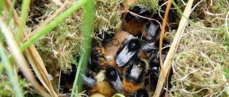 Насекомое представляет опасность не только когда летает, но и на земле