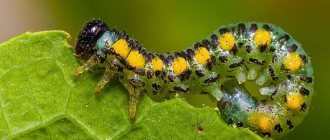 Forest pests