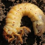 Не медведка и не хрущ: простые наглядные отличия вредных личинок от полезных