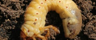 Not a mole cricket or a Khrushchev: simple visual differences between harmful and beneficial larvae