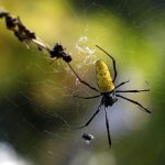 Нефила-золотопряд