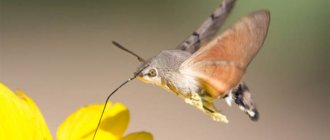 nectar