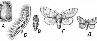Gypsy moth (Limantria dispar)