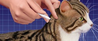 Treating a cat for fleas